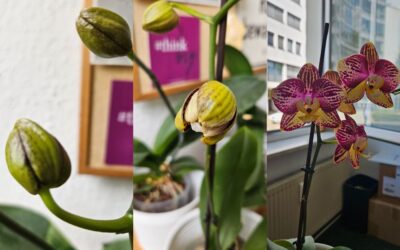 Business Wachstum Tipps